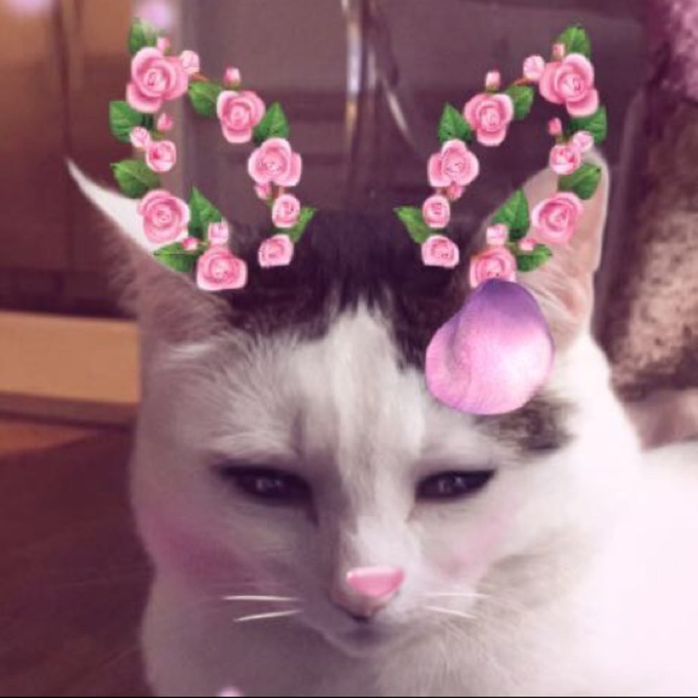 Meet your Posher, Bryce